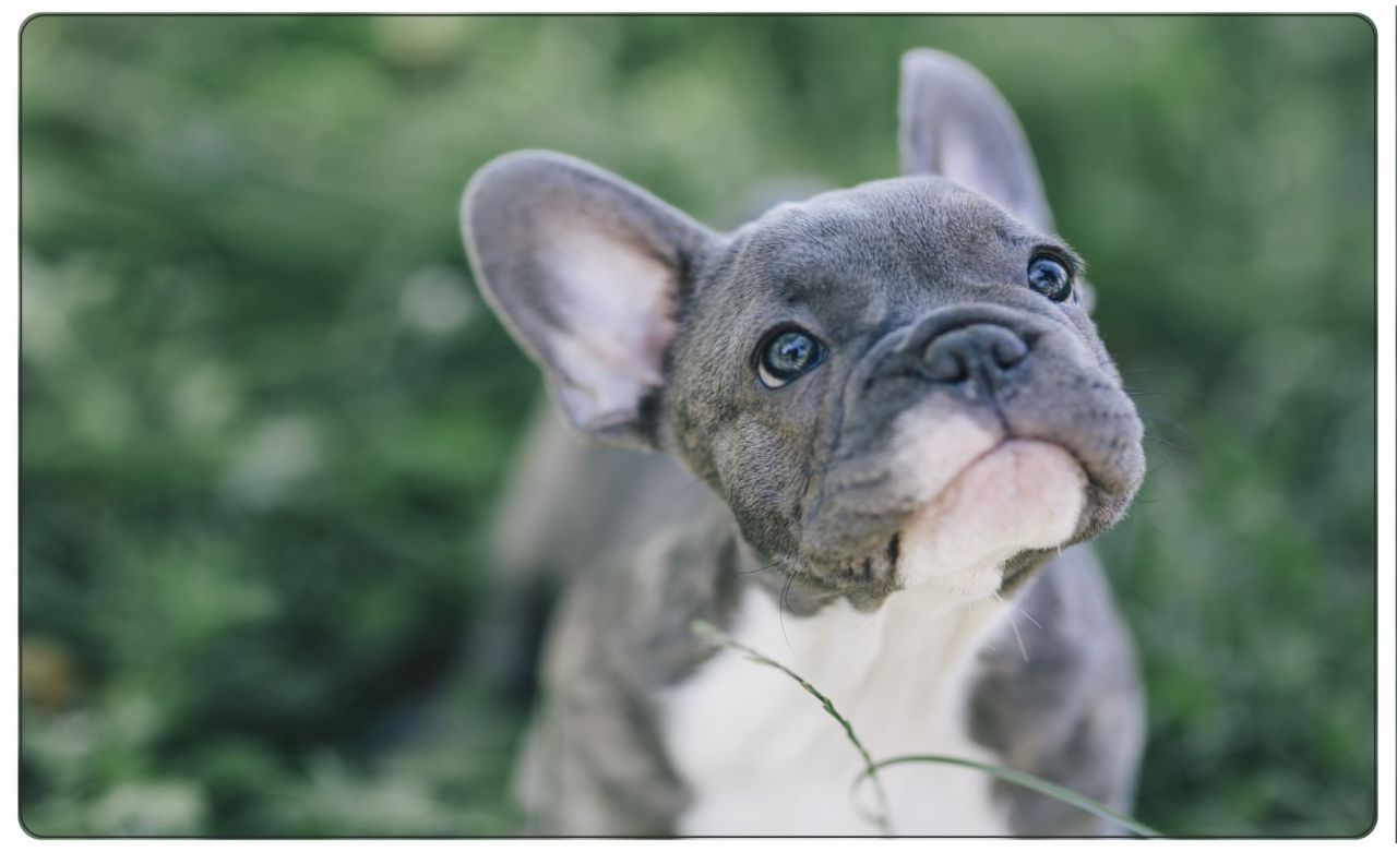 Hunde kaufen französische bulldogge welpen