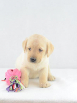 Sunny – Labrador Retriever Welpe zu verkaufen
