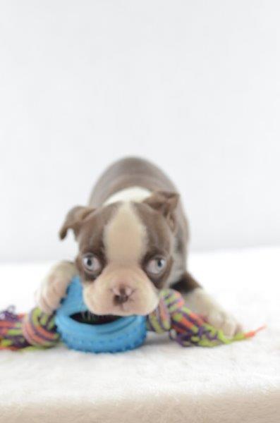 Early - Boston Terrier Welpen zu verkaufen - Welpen zu Verkaufen Österreich