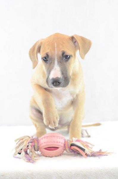 Dara - Amerikanische Staffordshire Terrier Welpe zu verkaufen Weiblich