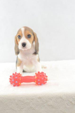 Elly - Beagle Welpe zu verkaufen Weiblich
