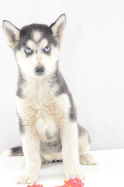 Catrin - Siberian Husky Welpe zu verkaufen - Welpen zu Verkaufen Österreich