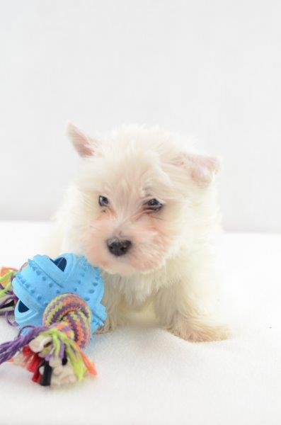 Ted - West Highland White Terrier Welpe zu verkaufen Mänlich