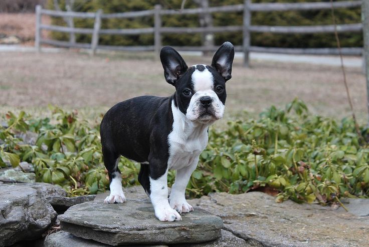 Französische Bulldogge und Boston Terrier mischling - Hund kaufen