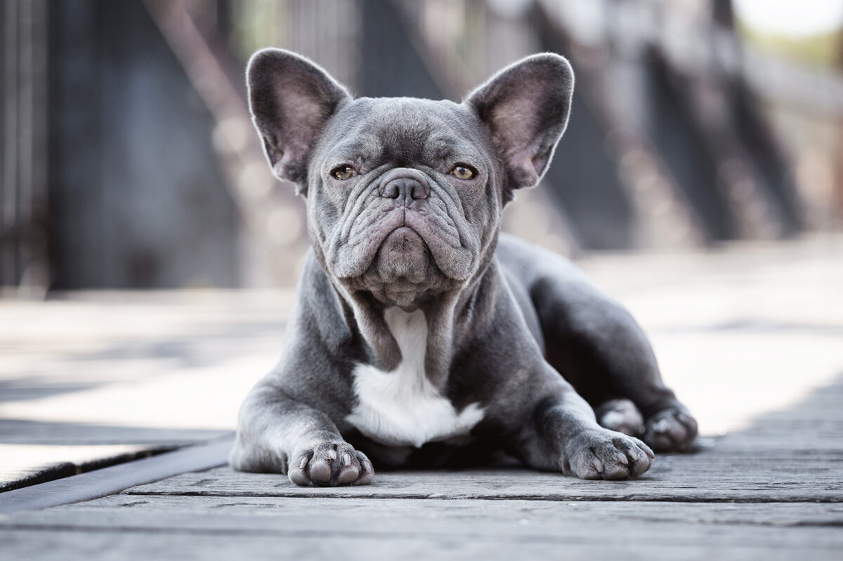 Passt ein Französische Bulldogge zu mir? - Hund kaufen Österreich