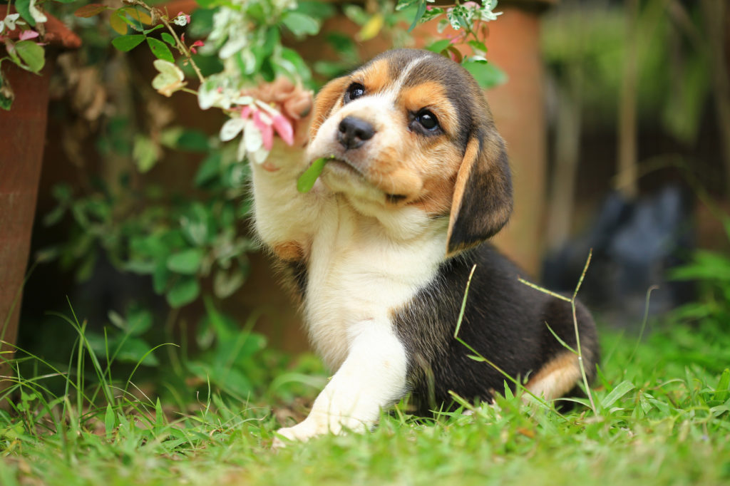 beagle-welpen kaufen